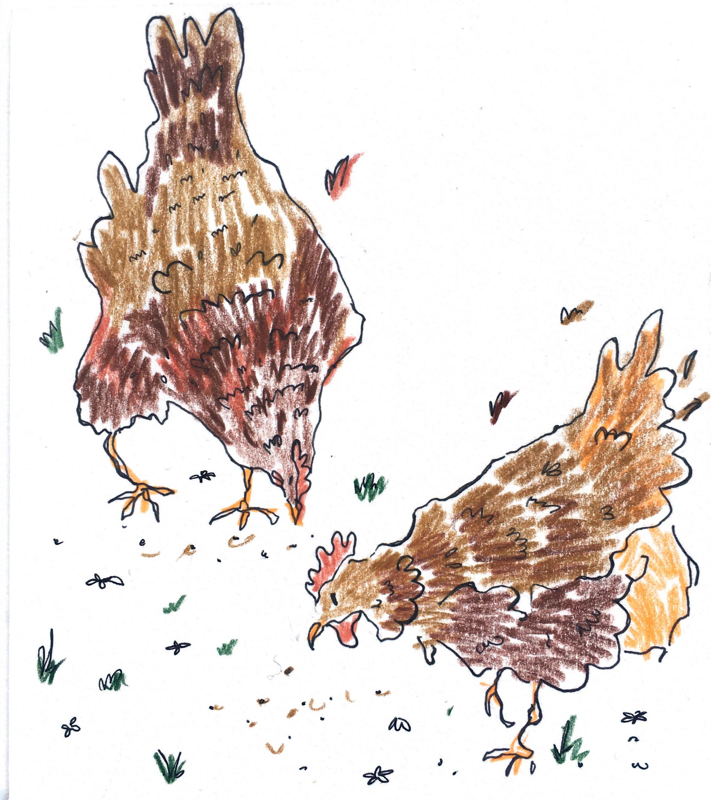 Pair of Hens- ink and coloured pencil